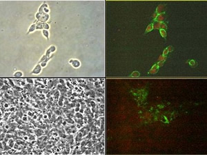 cell colonies